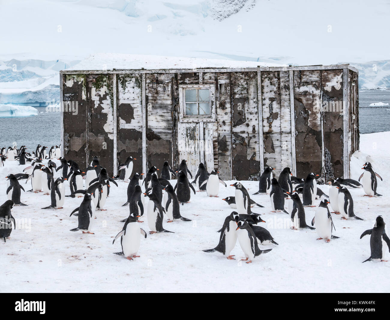 Gentoo pingouin à longue queue ; Pygoscelis papua ; Centre de recherche chilien de l'Antarctique ; Banque D'Images