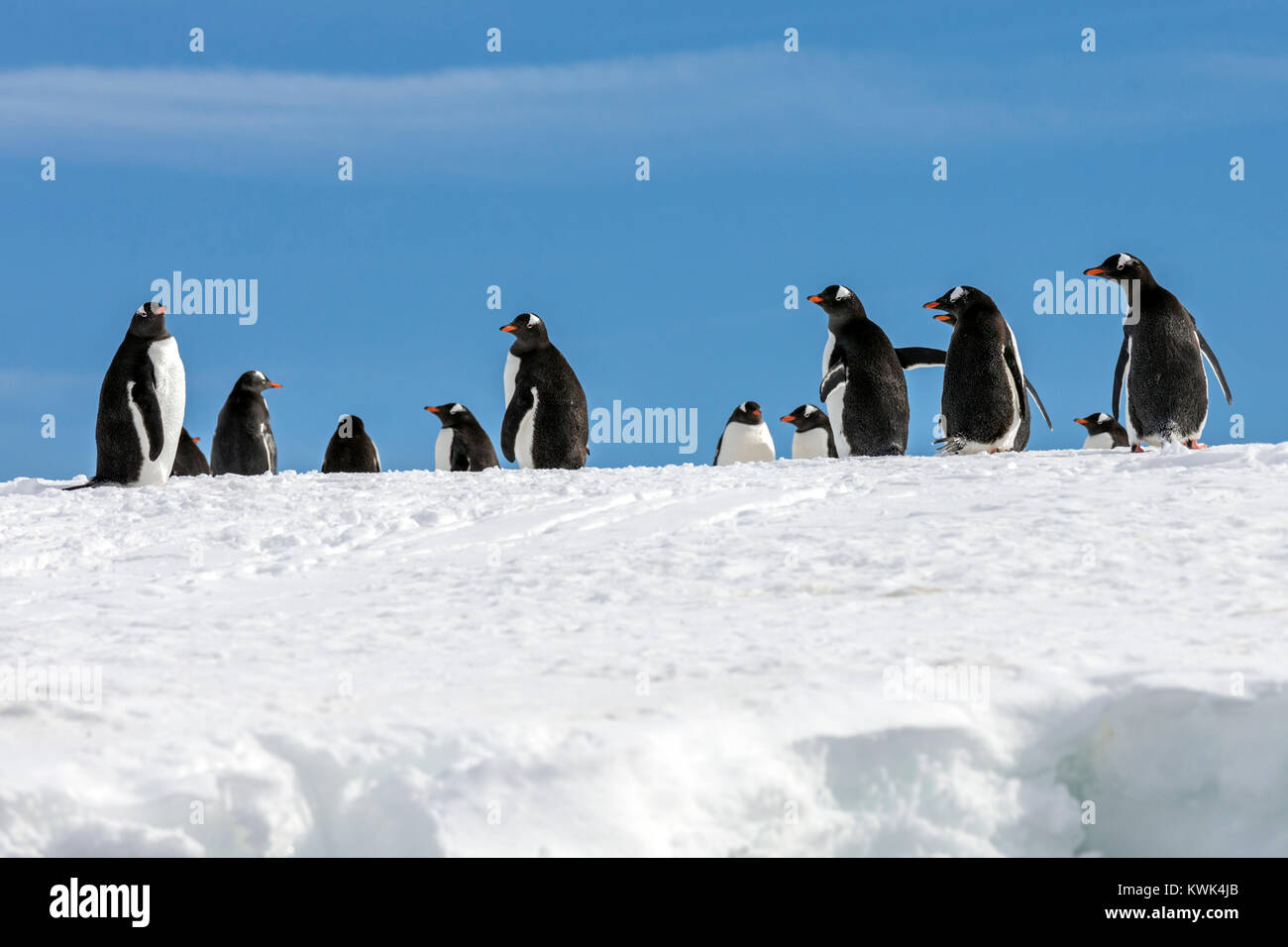 Gentoo pingouin à longue queue ; Pygoscelis papua ; Rongé ; île de la péninsule Antarctique Arctowski ; Banque D'Images