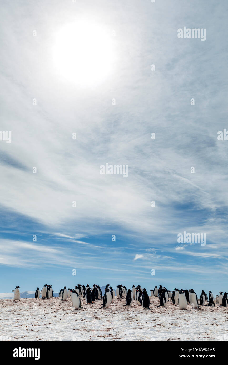 Gentoo pingouin à longue queue ; Pygoscelis papua ; Rongé ; île de la péninsule Antarctique Arctowski ; Banque D'Images