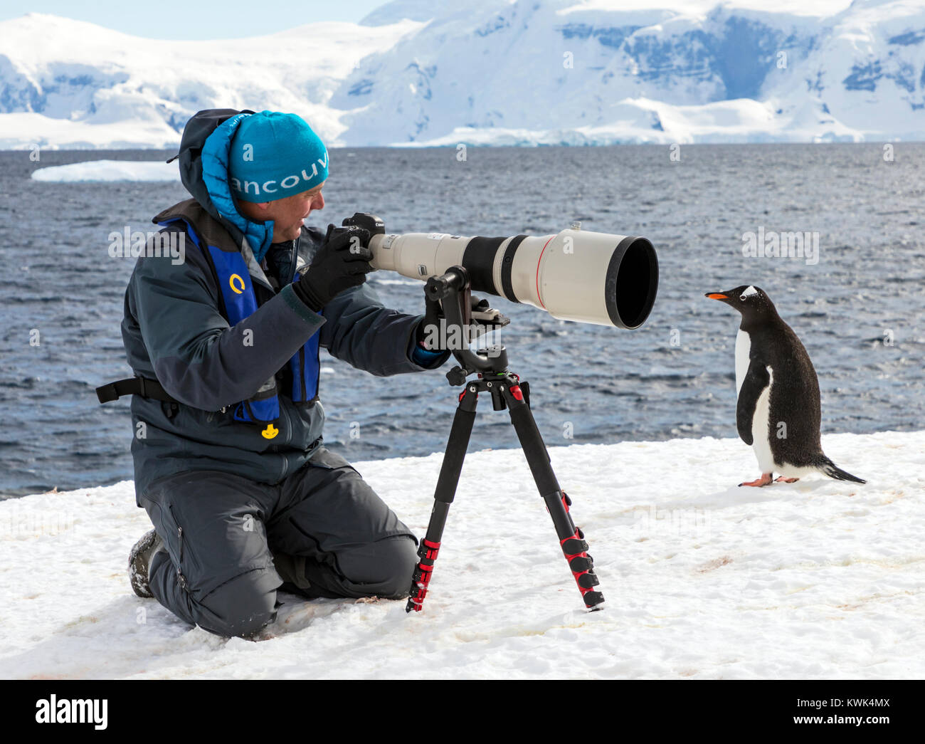 Photographe avec immense téléobjectif à capturer des images de manchots à longue queue ; Pygoscelis papua ; Rongé ; île de la péninsule Antarctique Arctowski ; Banque D'Images