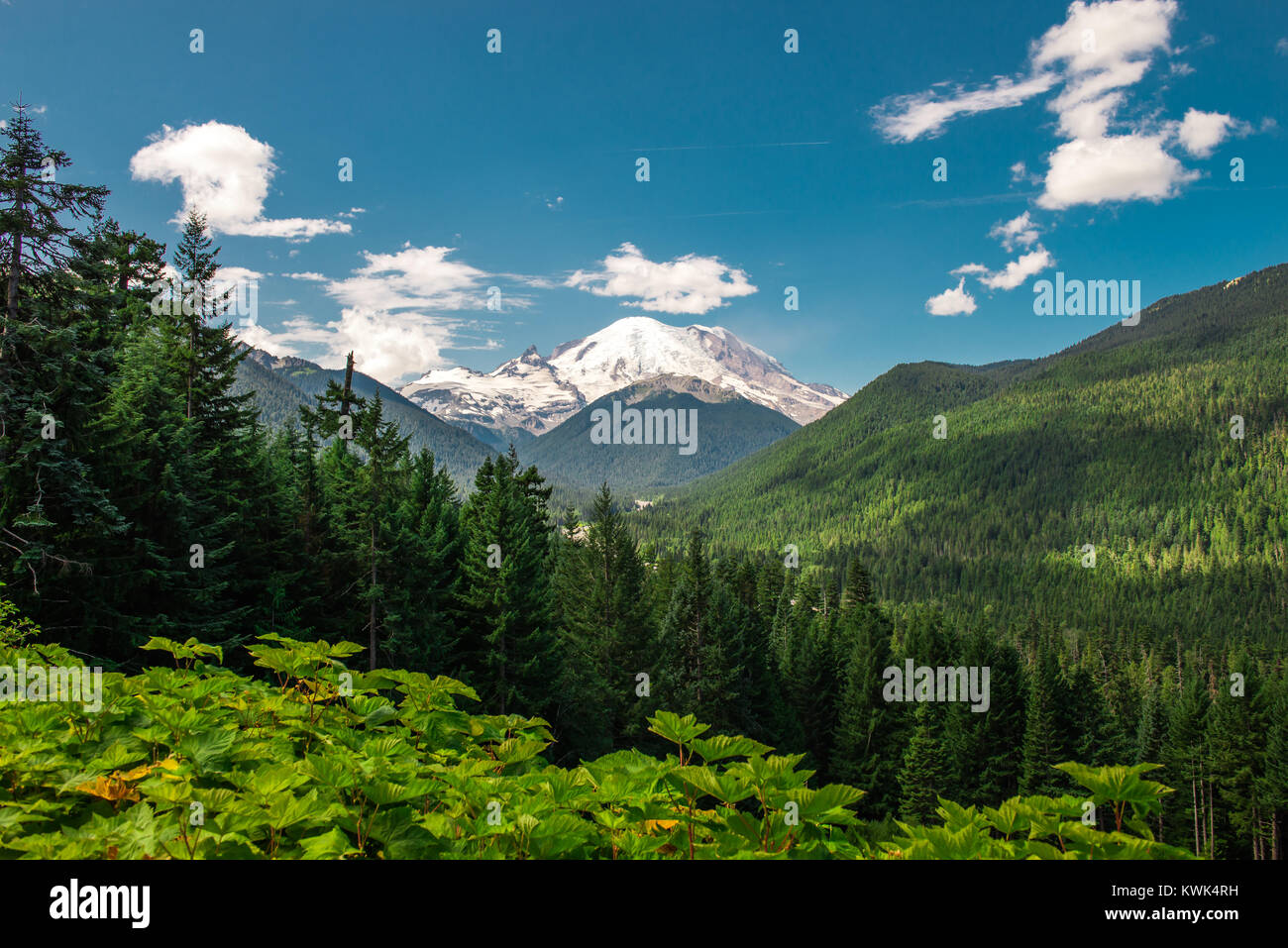 Parc national du Mont Rainier dans l'État de Washington, par une journée ensoleillée avec un ciel bleu et une nature verte. Banque D'Images