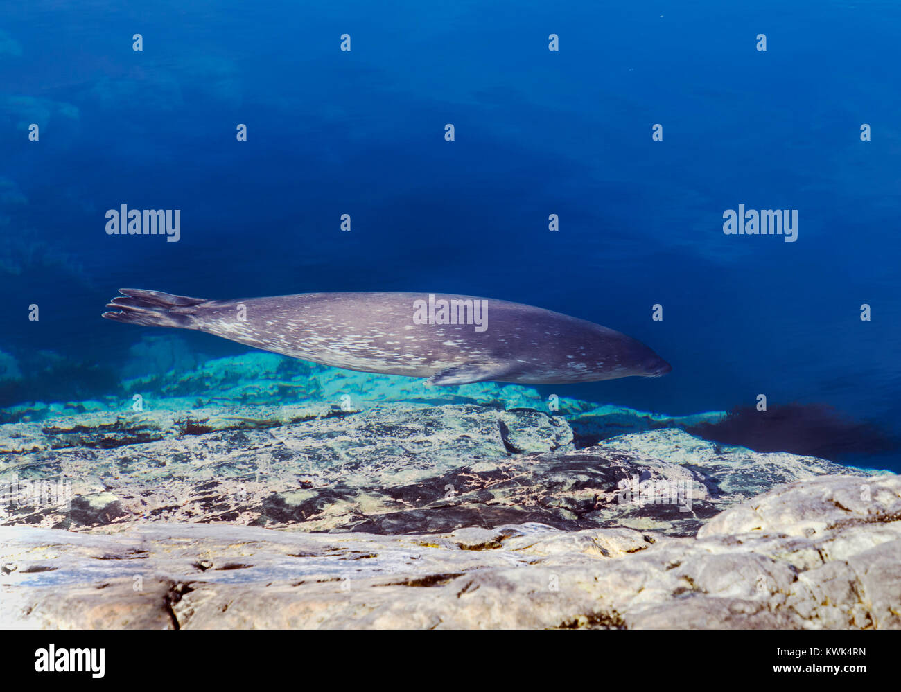 Phoque de Weddell natation le long de la côte ; Leptonychotes weddellii ; Phocidae ; Île Nansen l'Antarctique ; Banque D'Images