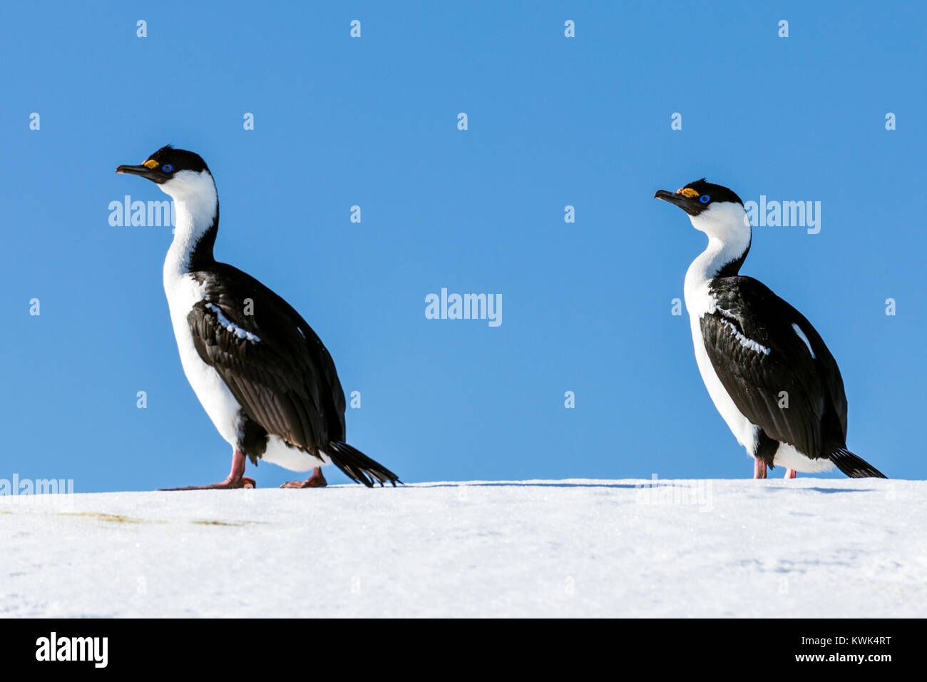 Shag Antarctique ; les cormorans ; Leucocarbo bransfieldensis ; blue-eyed shag ; oiseau ; l'Île Nansen l'Antarctique ; Banque D'Images