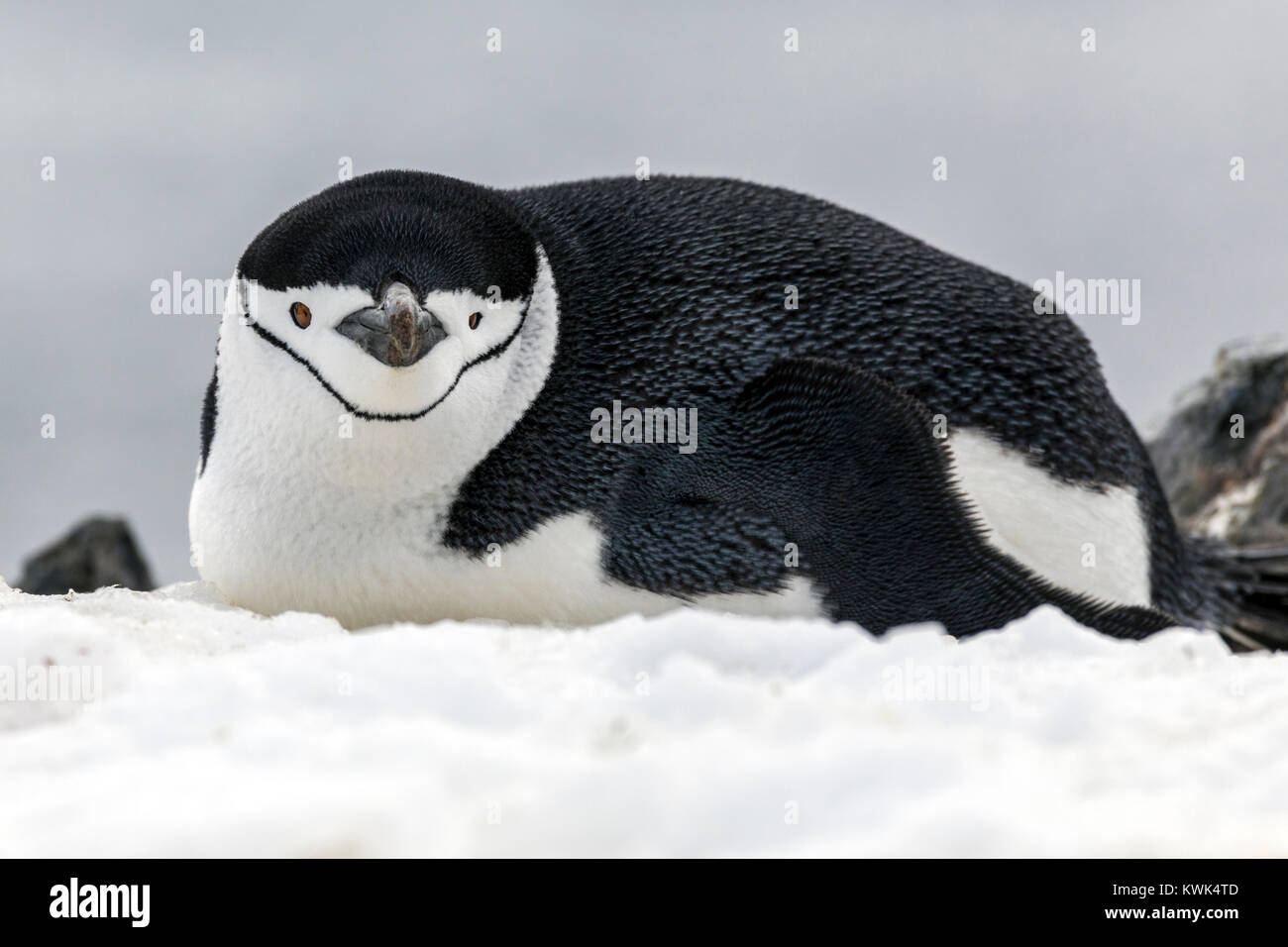 Gamla ; Pygoscelis antarcticus ; le phoque annelé, le phoque barbu penguin penguin penguin ; stonecracker ; Half Moon Island ; l'Antarctique Banque D'Images
