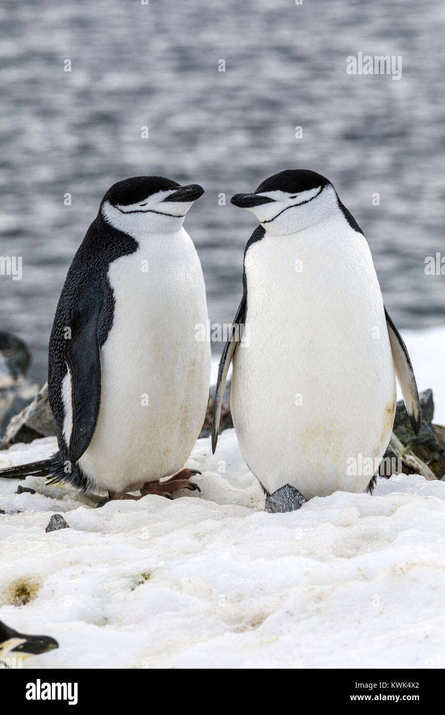 Manchot à jugulaire ; Pygoscelis antarcticus ; le phoque annelé, le phoque barbu penguin penguin penguin ; stonecracker ; Half Moon Island ; l'Antarctique Banque D'Images