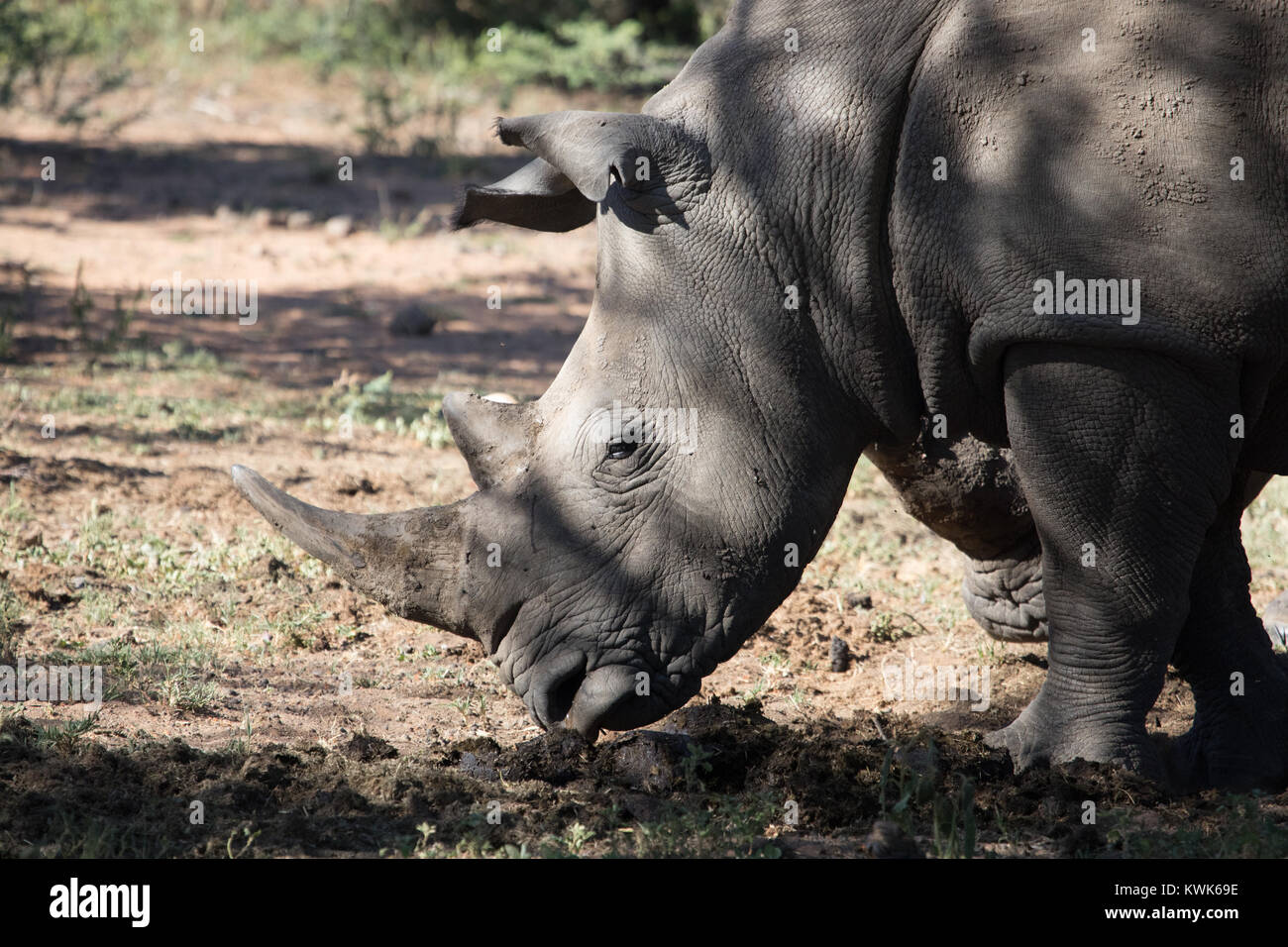 black-rhino-in-south-africa-banque-de-photographies-et-d-images-haute