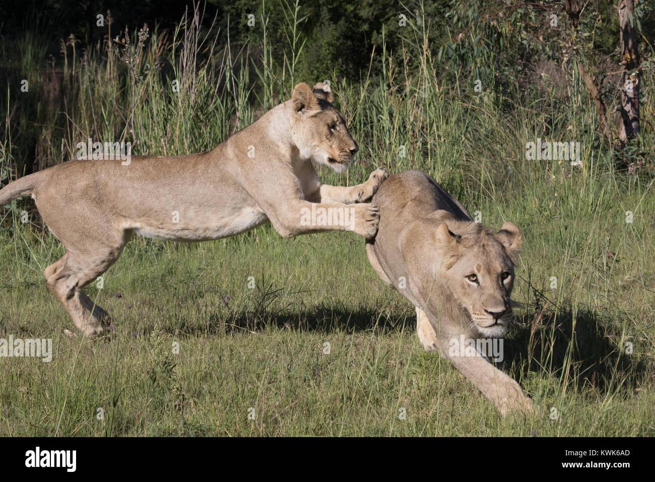 Un an des lionceaux jouer une partie des prises dans le jeu Dinokeng Réserver juste à l'extérieur de Pretoria. Banque D'Images