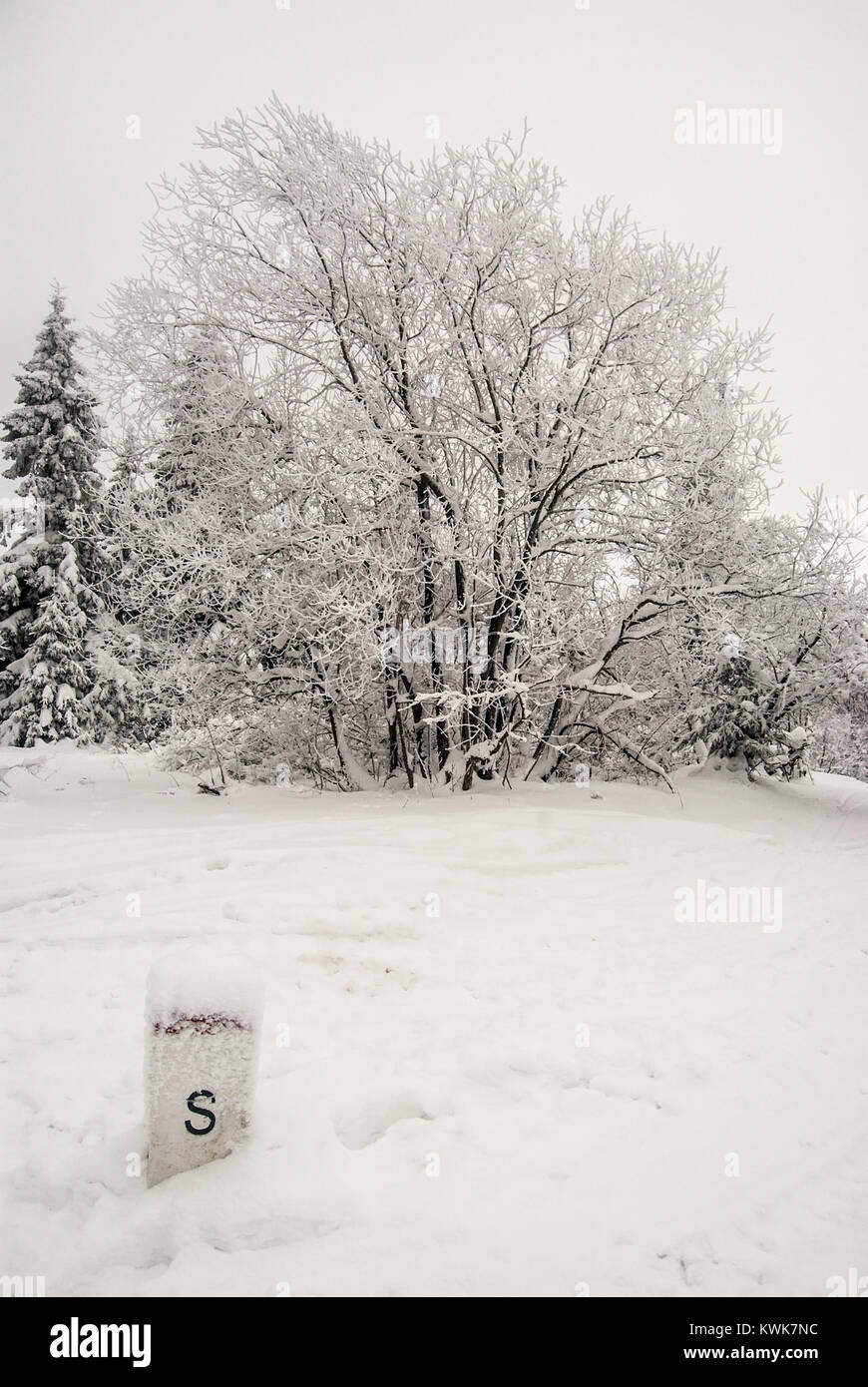 Slovakina-frontière polonaise pierre avec arbres gelés et la neige sur Kykula hill dans Kysucke Beskydy (Beskid Zywiecki) montagnes pendant l'hiver jour nuageux Banque D'Images