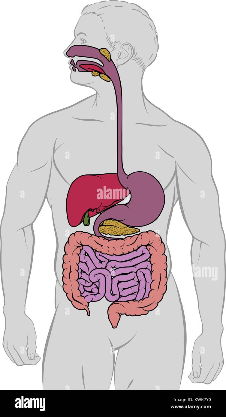 Schéma de l'anatomie de l'appareil digestif Gastro-intestinaux Illustration de Vecteur