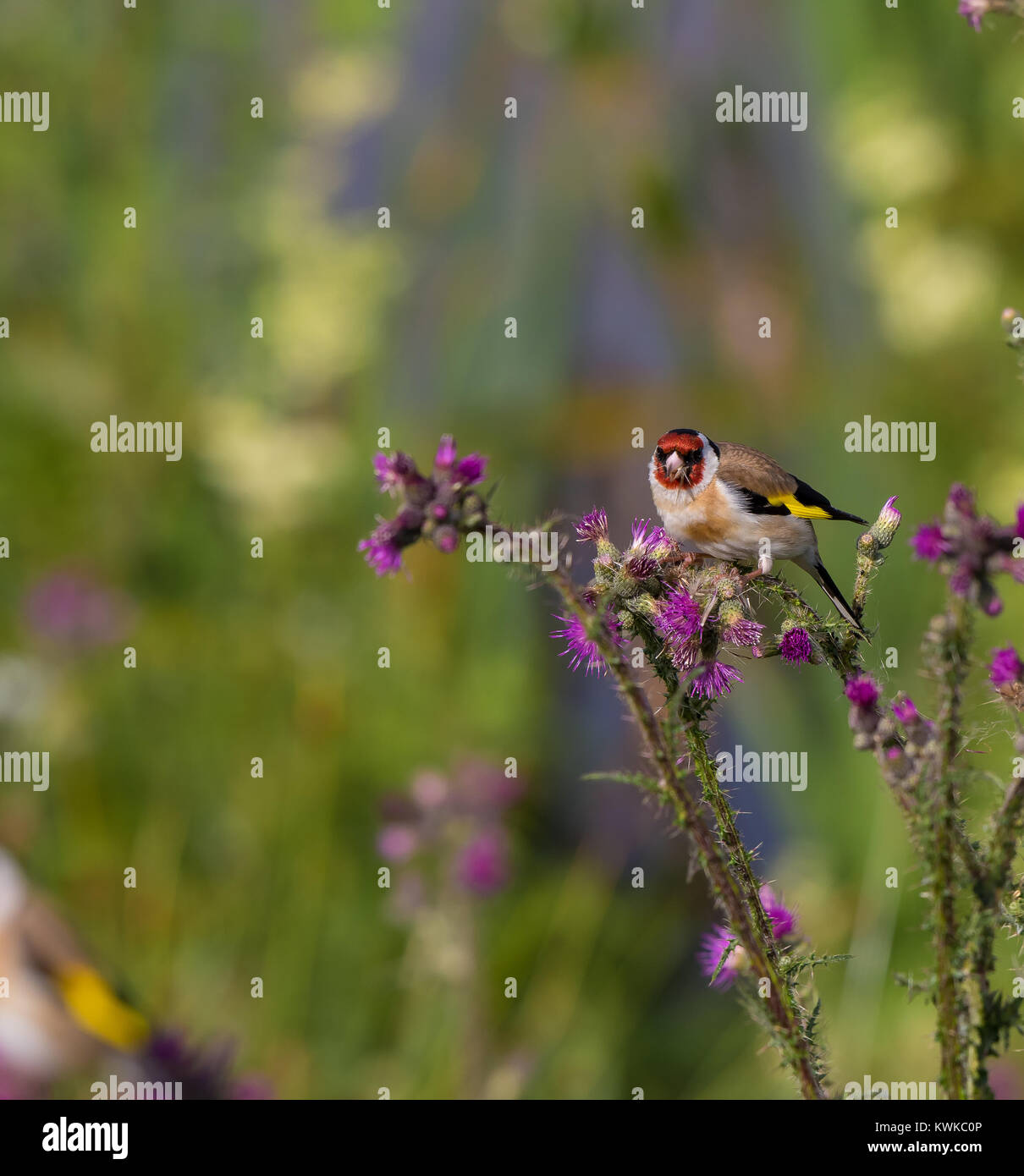 Close up of a single, hot chardonneret (Carduelis carduelis) assis sur le dessus d'une plante en fleurs de chardon, à la recherche de semences nutritifs pour manger. Banque D'Images