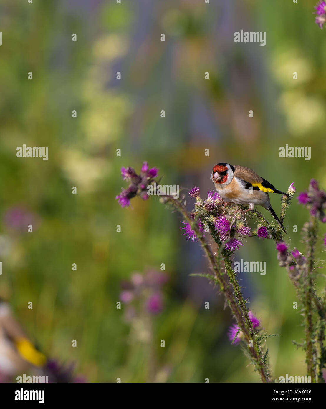 Close up of a single, hot chardonneret (Carduelis carduelis) assis sur le dessus d'une plante en fleurs de chardon, à la recherche de semences nutritifs pour manger. Banque D'Images