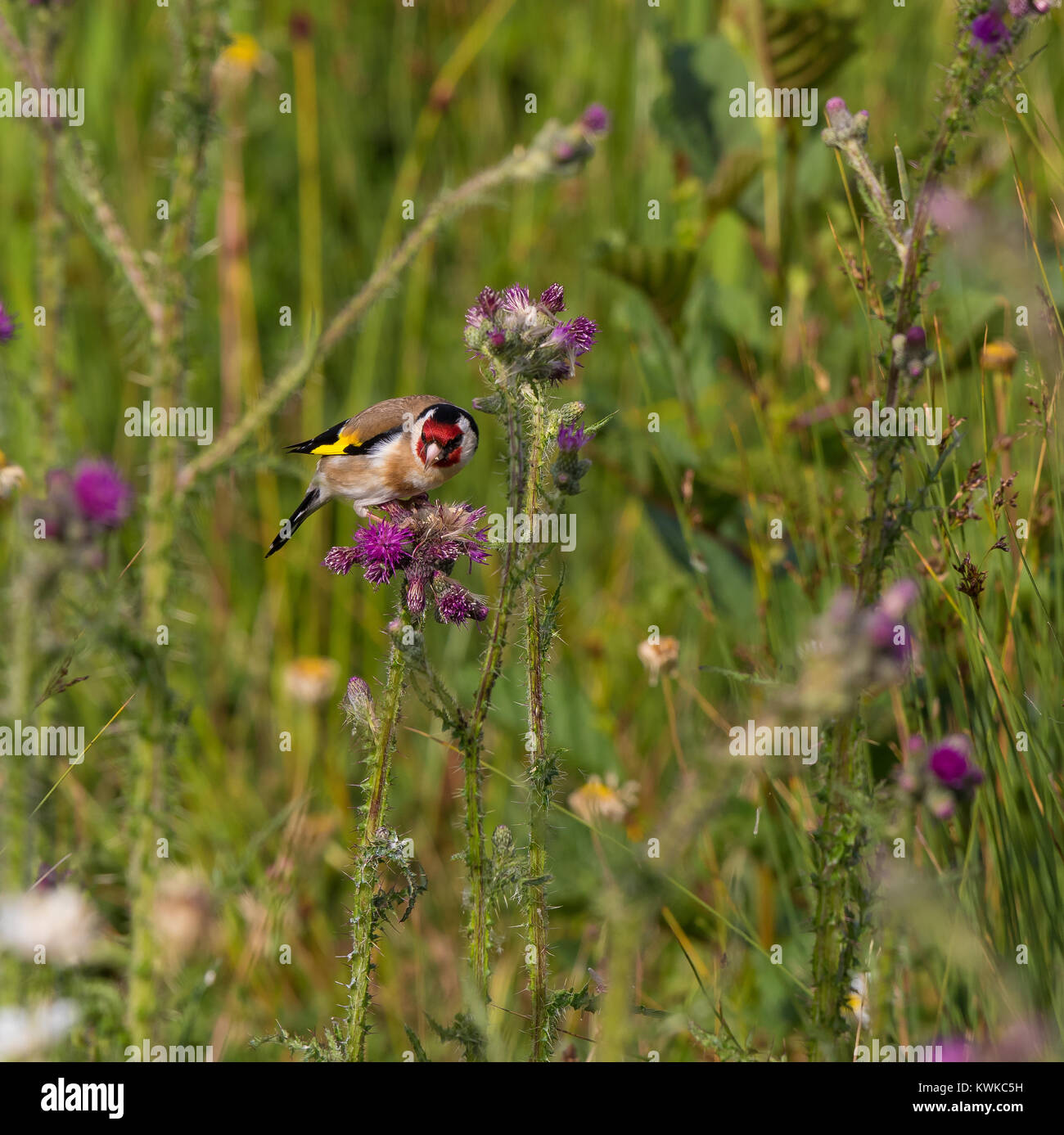 Un seul, des profils chardonneret jaune (Carduelis carduelis) est perché sur un chardon commun plante en plein milieu d'une prairie sauvage de différentes espèces. Banque D'Images