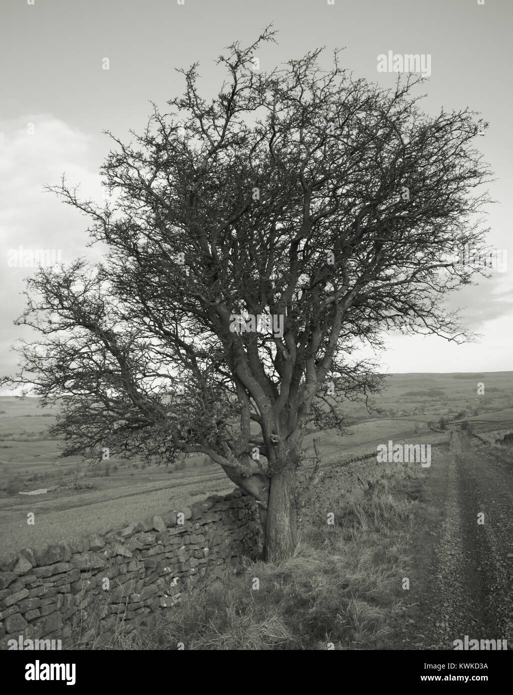 Arbre d'aubépine prises en hiver dans le Yorkshire Dales montre le détail de sa structure de la direction générale contre un ciel bleu avec des nuages partielle. Banque D'Images