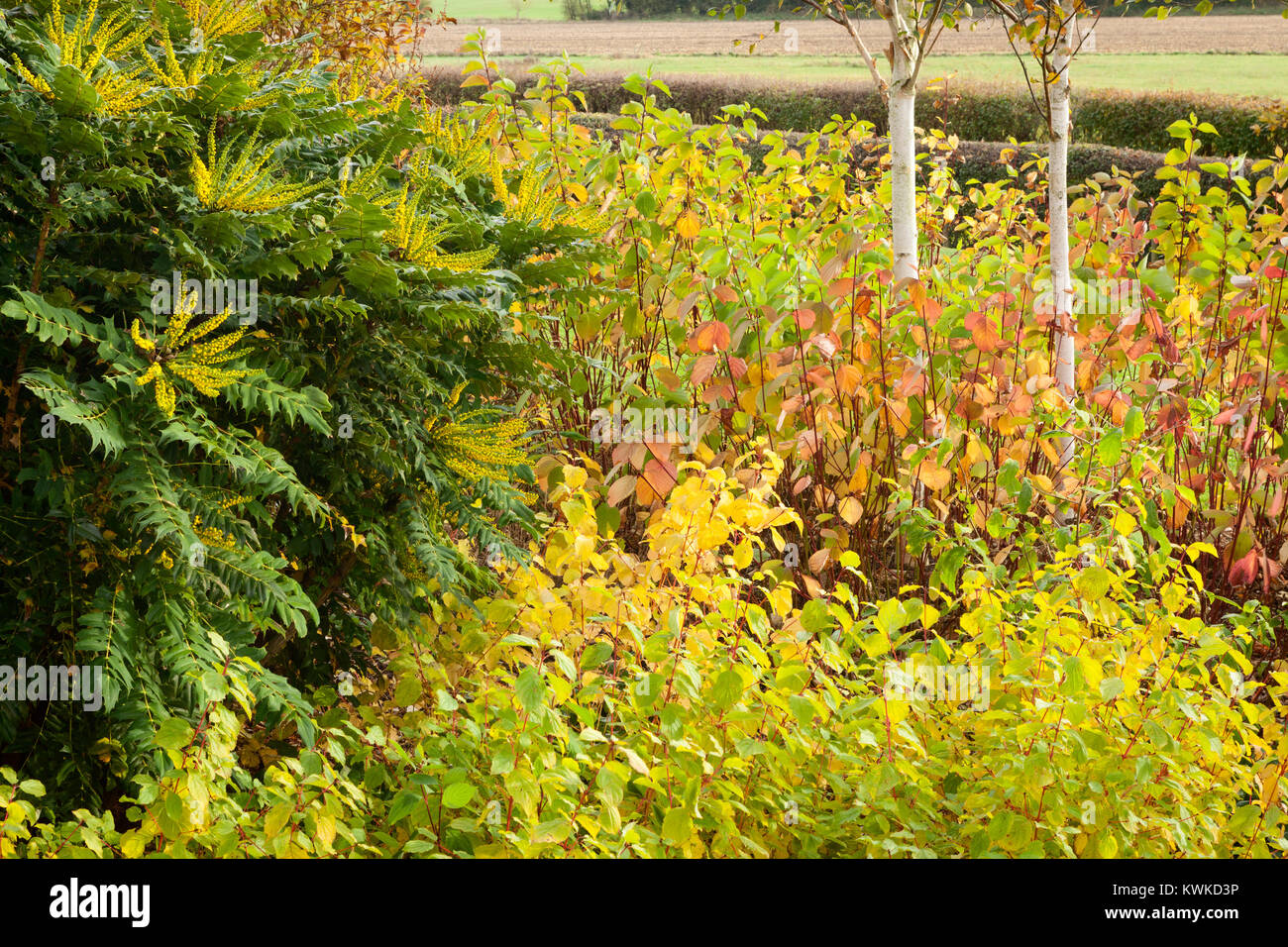 Jardins de Brightwater, Saxby, Lincolnshire, Royaume-Uni. L'automne, octobre 2017. Banque D'Images