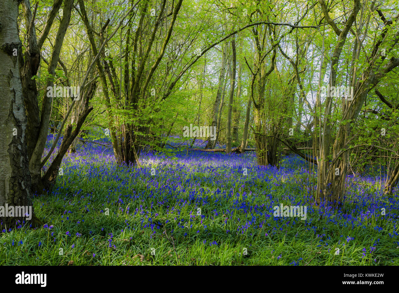 Une image d'un tapis magique de jacinthes en forêt tourné dans le Leicestershire, Angleterre, RU Banque D'Images