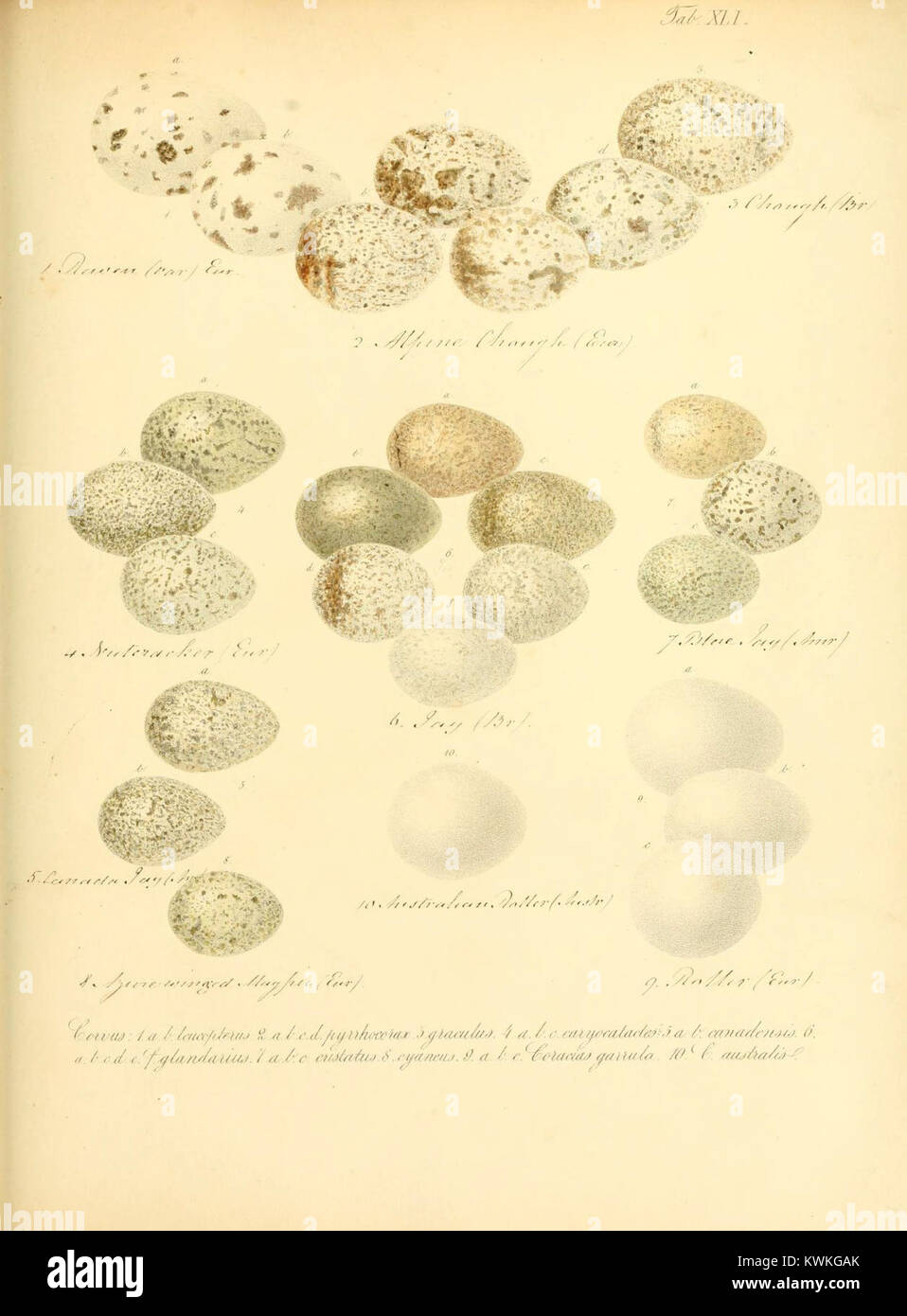 La planche XLI de 'Zur Fortpflanzungsgeschichte der gesammten Vögel' illustre l'anatomie de la reproduction aviaire et les stades de développement des oeufs, fournissant des références scientifiques pour les études ornithologiques de la biologie de la reproduction des oiseaux. Banque D'Images