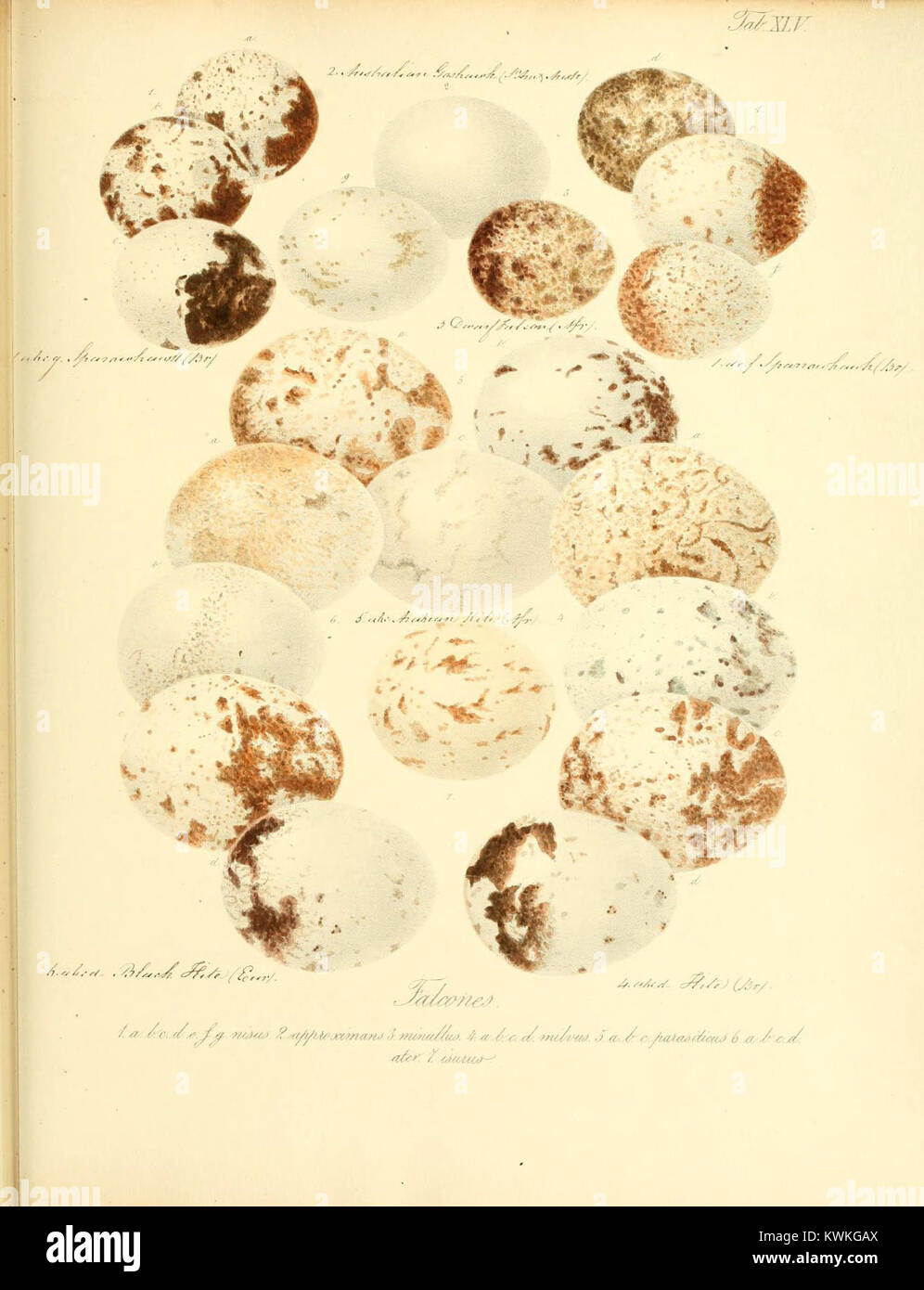 Illustration tirée de Zur Fortpflanzungsgeschichte der gesammten Vögel, planche XLV, montrant l'anatomie de la reproduction aviaire et les stades de développement utilisés dans la recherche zoologique et embryologique. Banque D'Images