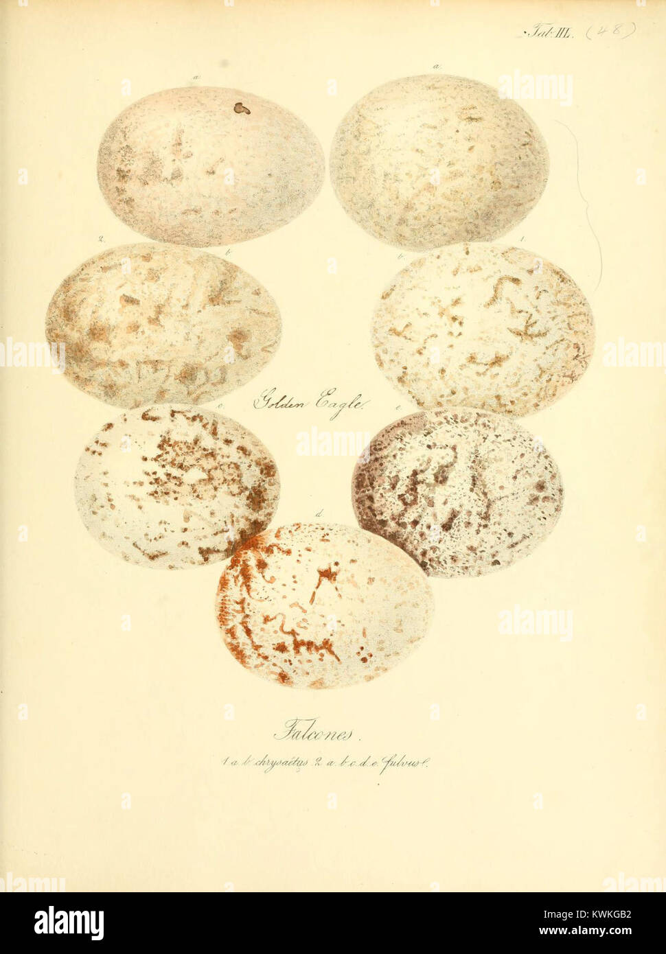 La planche XLVIII de Friedrich August Ludwig Thienemann ''Zur Fortpflanzungsgeschichte der gesammten Vögel'' présente des représentations détaillées colorées à la main d'œufs, d'embryons et de nids d'oiseaux, illustrant l'anatomie reproductrice aviaire et le comportement de nidification. Banque D'Images