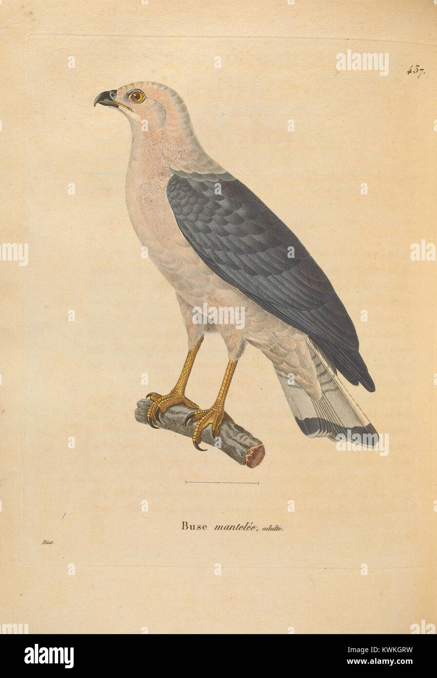 Une plaque du Nouveau recueil de planches coloriées d’oiseaux, une œuvre ornithologique du début du XIXe siècle présentant des illustrations colorées à la main de diverses espèces d’oiseaux avec un plumage détaillé et une précision anatomique. Banque D'Images