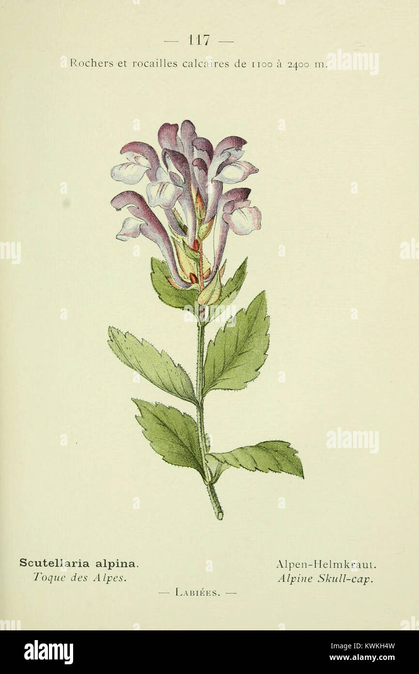 Une flore de poche illustrée de la Nouvelle flore coloriée de poche des Alpes et des Pyrénées, représentant diverses espèces végétales alpines et pyrénéennes utilisées comme référence botanique en Europe du XIXe siècle. Banque D'Images