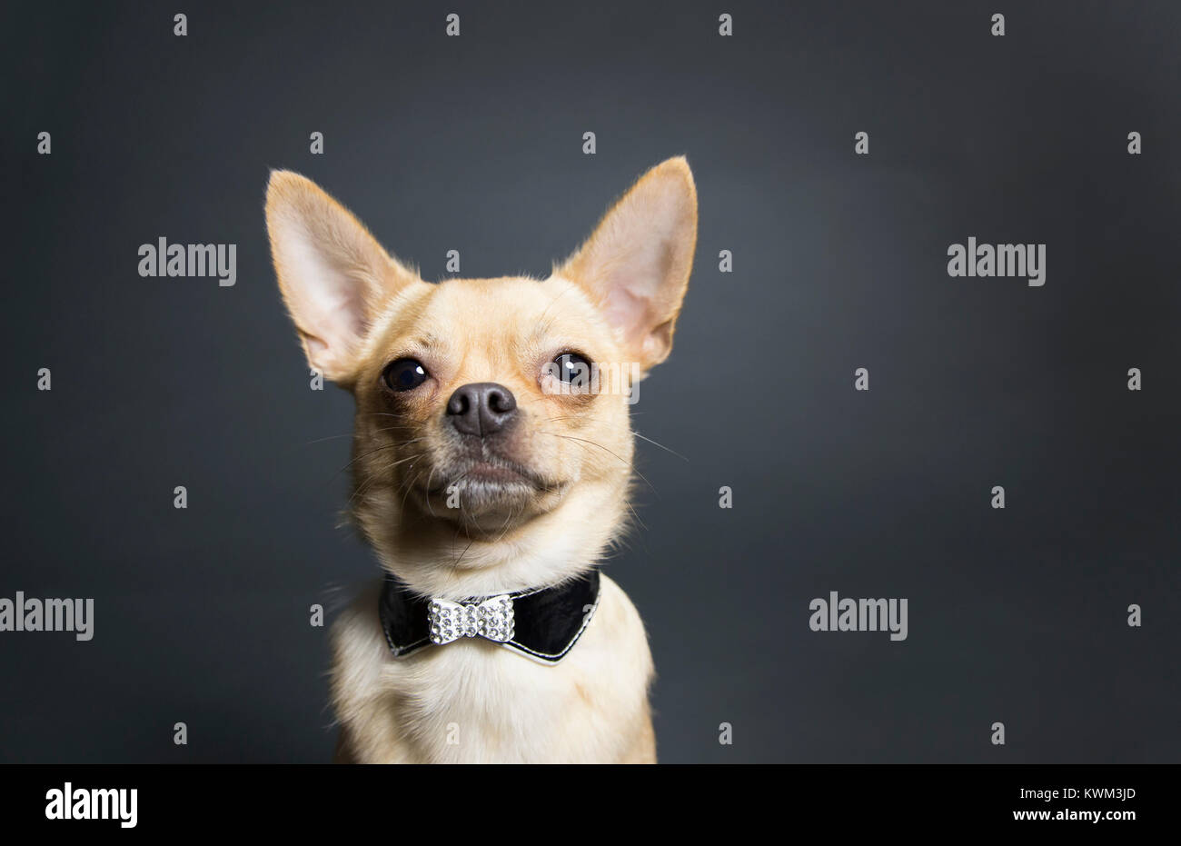 Portrait de Chihuahua avec fond gris manchon contre pet Banque D'Images