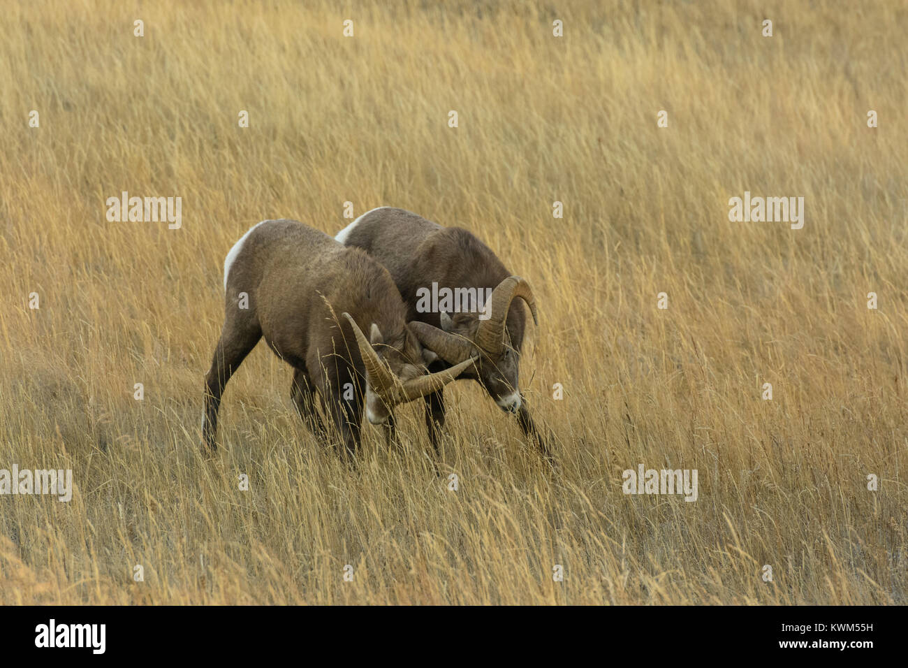 Rocky Mountain bighorn (Ovis canadensis) Béliers dans un pré au-dessus du lac Talbot, Jasper National Park, Canada Banque D'Images