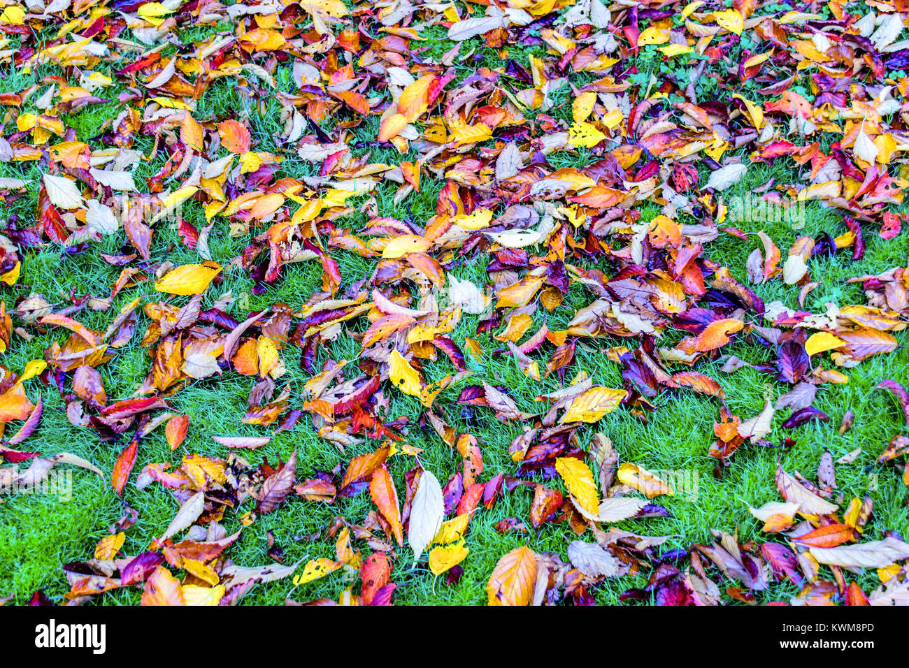 L'herbe verte est couverte de feuilles colorées tombées sur un jour lumineux Banque D'Images