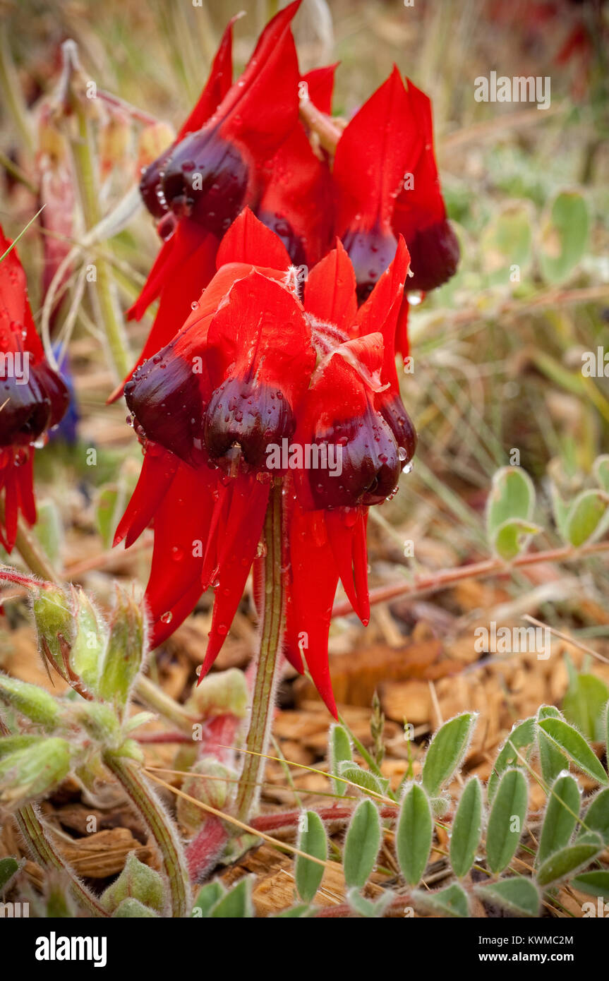 La Sturt Desert Pea fleurs, originaire de tous les états de l'Australie continentale à l'exception de Victoria. Banque D'Images