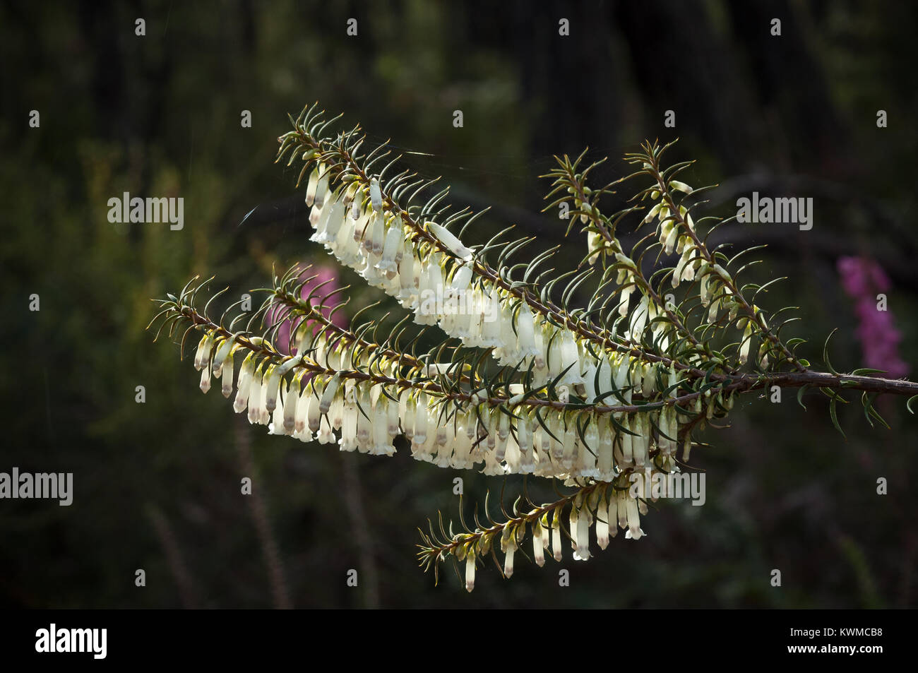 Heath Epacris impressa commun. La culture à une hauteur de 2-3 mètres, souvent vu entre 0.5 à 1 mètre de hauteur.​ Banque D'Images