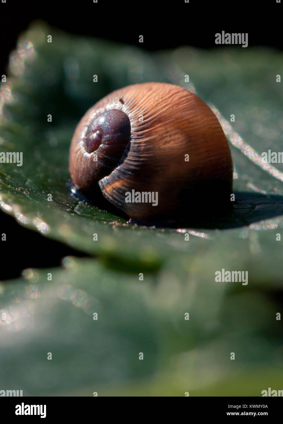 Petit brun et beige coquille d'escargot avec spirale sur feuille verte et fond noir Banque D'Images