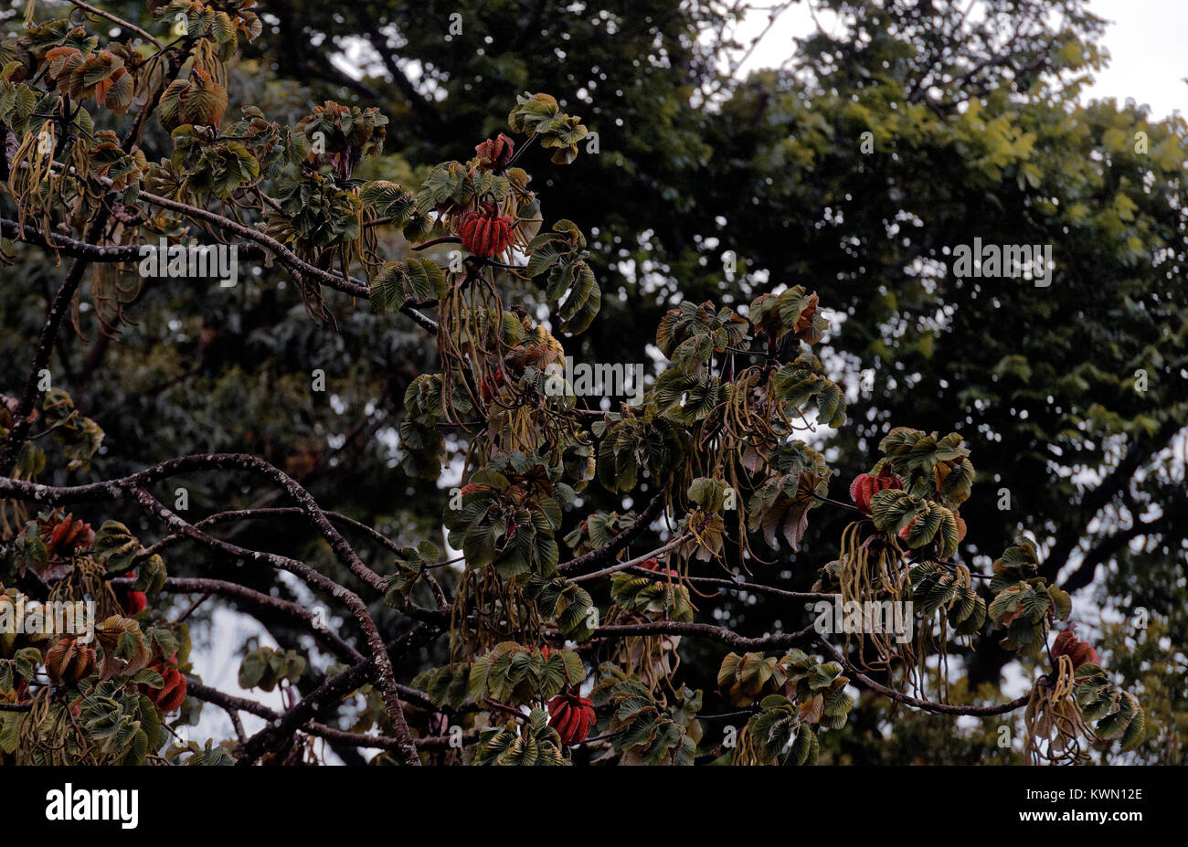 Fleurs rouge haute frondes dans un arbre, Monteverde, Costa Rica Banque D'Images