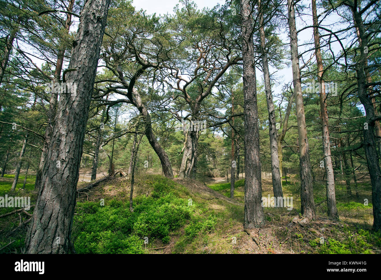 Arsser» "Wald forêt à Darss, parc national, Prerow, Fishland, Mecklembourg-Poméranie-Occidentale, de la mer Baltique, l'Allemagne, de l'Europe Banque D'Images