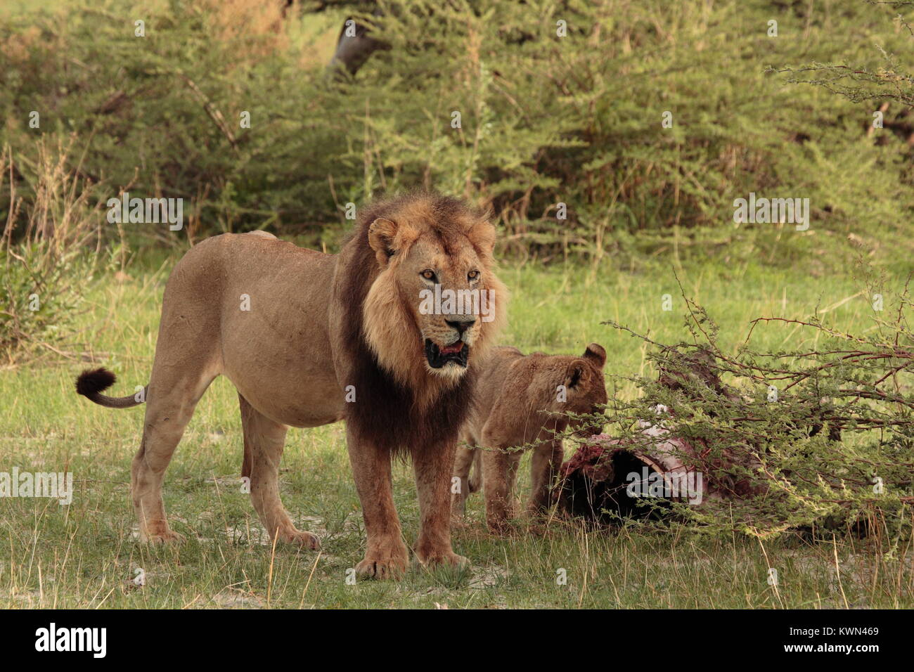 Lion mâle avec Cub et tuer le Parc National de Chobe au Botswana Banque D'Images