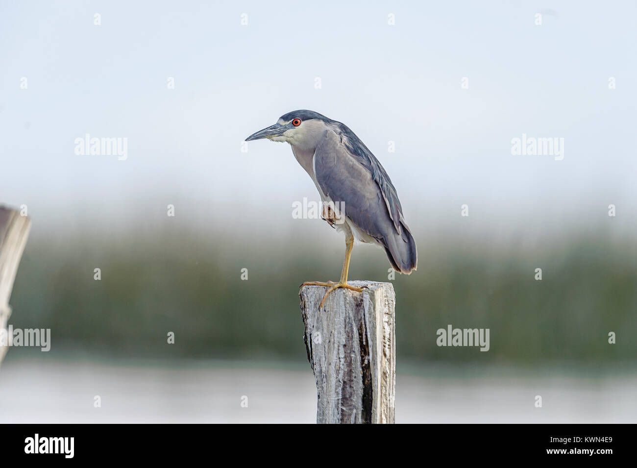 Bihoreau gris (Nycticorax nycticorax) perché sur un poste de Ajijic - Lac de Chapala, Jalisco, Mexique Banque D'Images