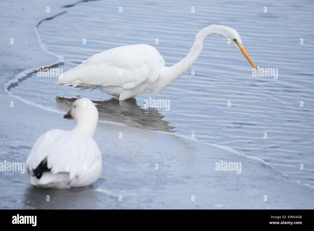 Oie des neiges qui coexistent et grande aigrette sur la rivière partiellement gelés, hiver Banque D'Images