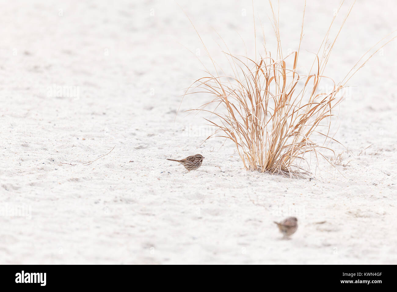 Le bruant chanteur en plage, premier Hook National Wildlife Refuge Banque D'Images