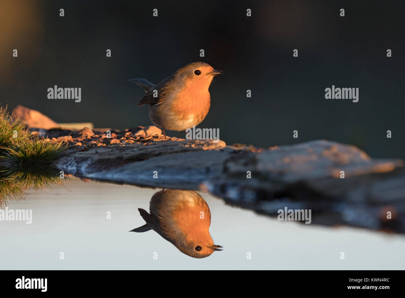 Erithacus rubecula aux abords de piscine potable Estrémadure Espagne Banque D'Images