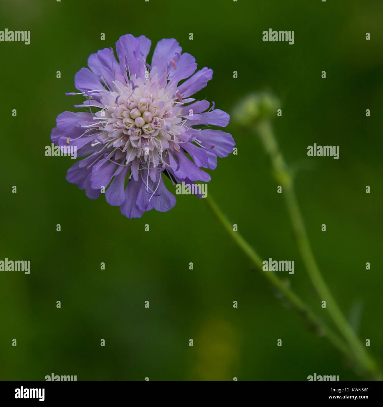 Une fleur de « bleu papillon » effrayée en pleine floraison. Banque D'Images