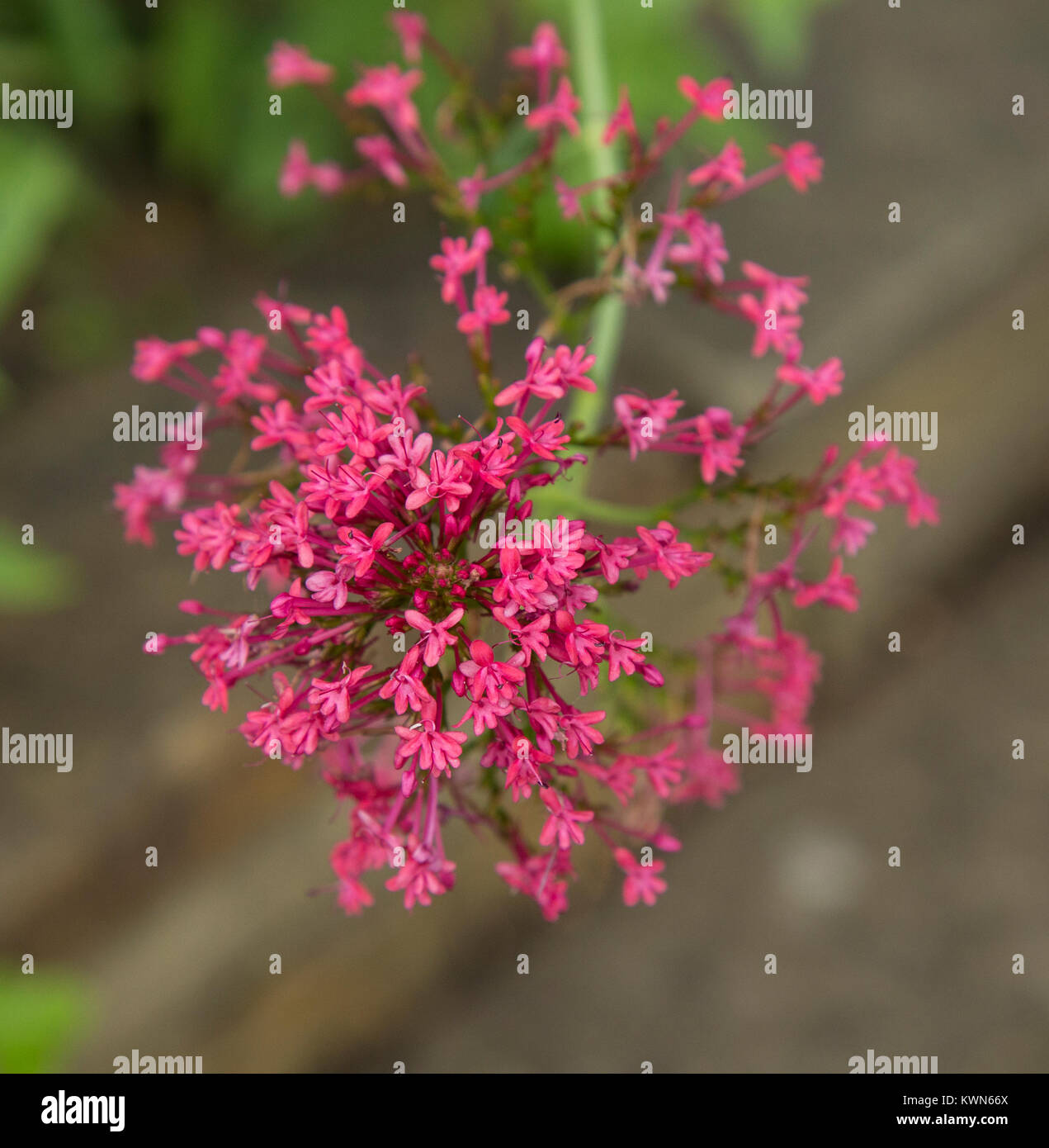 Des fleurs de verveine rose foncé se ferment. Banque D'Images