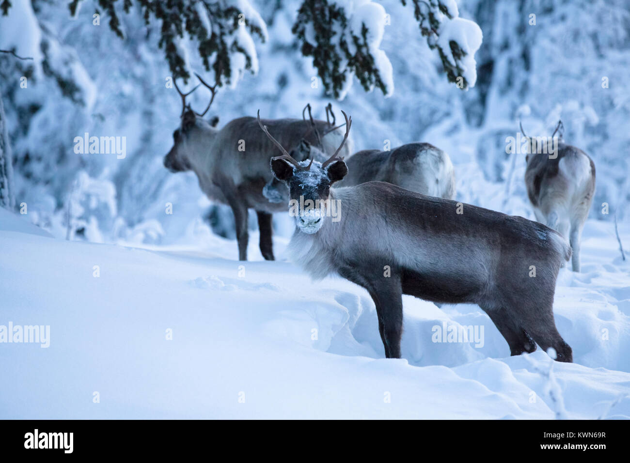 Les rennes de l'alimentation dans la neige profonde. Banque D'Images