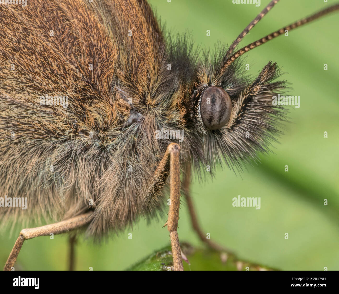 (Un papillon Aphantopus hyperantus) close up detail de la tête. Thurles, Tipperary, Ireland. Banque D'Images