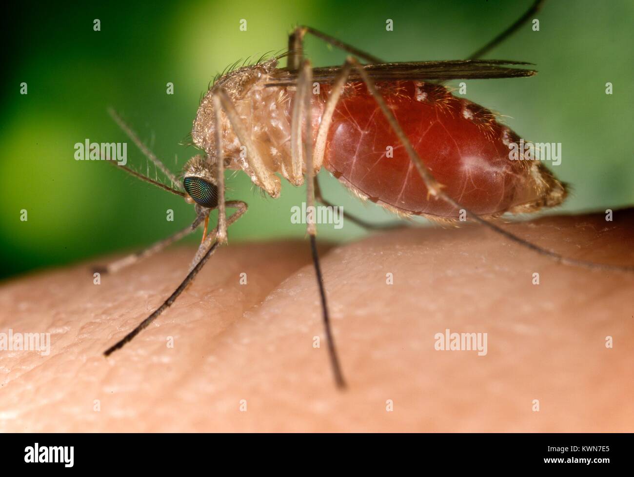 Connu comme un vecteur pour le virus du Nil occidental, ce moustique Culex quinquefasciatus a atterri sur un doigt humain et est de mordre la peau de la personne touchée, 2003. Image courtoisie CDC/Jim Gathany. Banque D'Images