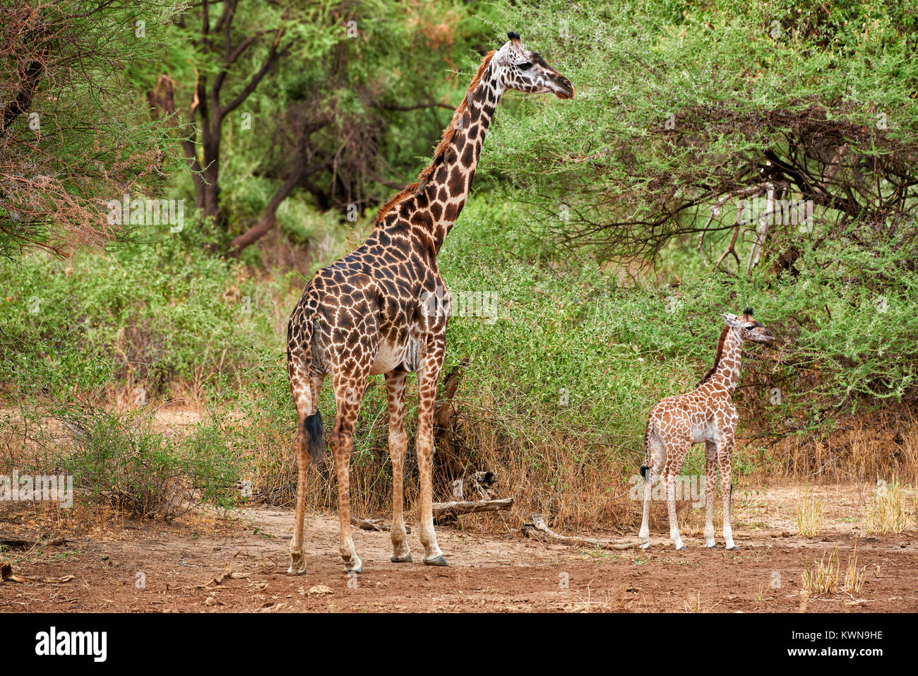 Kleine Masai-Giraffe Lake-Manyara, Mutter mit-Nationalpark Tanzanie, Afrika |jeunes Girafe Masai avec mère, Lake Manyara National Park, Tanzania, Af Banque D'Images