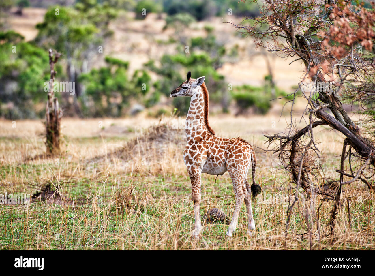 Nouvelle naissance girafe de Masai, Giraffa camelopardalis tippelskirchi, Serengeti National Park, UNESCO World Heritage site, Tanzania, Africa Banque D'Images