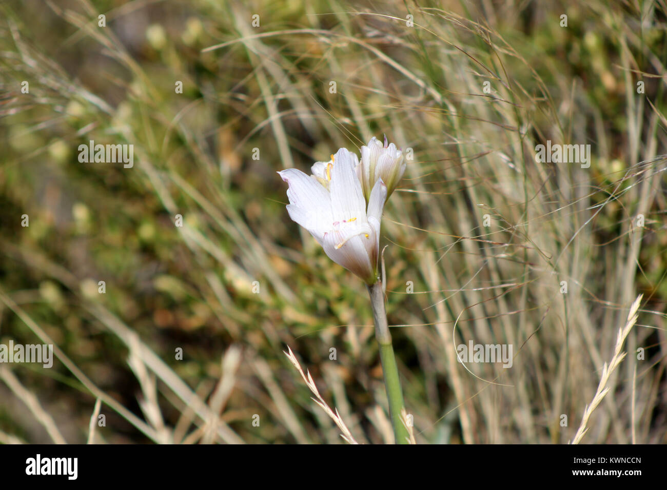 Fleur blanche Banque D'Images