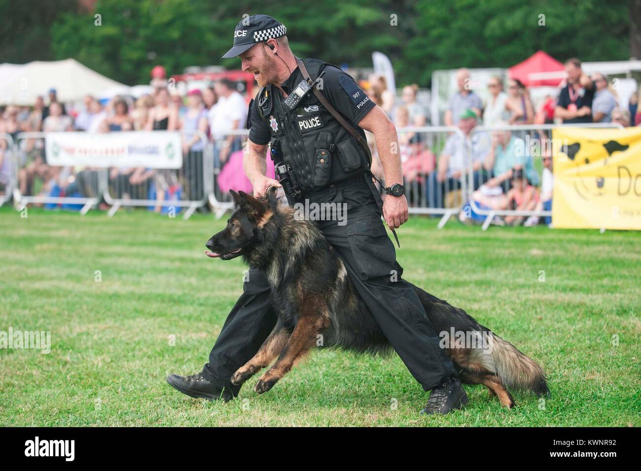 Essex Police Dog chien de police Unité 2017 Démonstration Dog Day Essex chiens de travail Banque D'Images