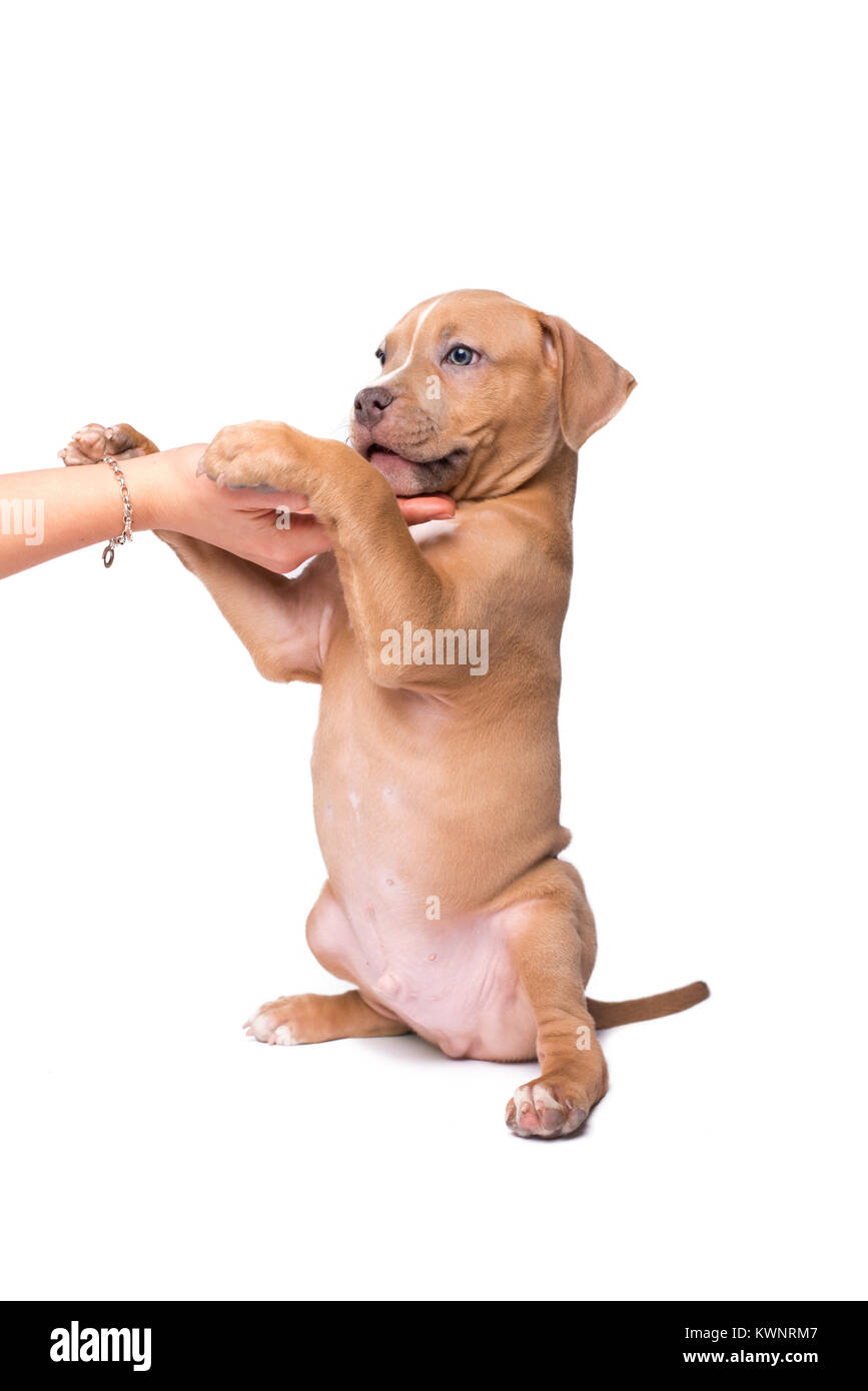 American Staffordshire terrier isolé sur fond blanc Banque D'Images