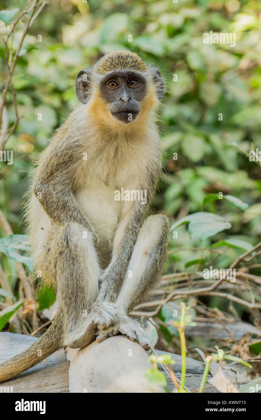 Les singes vervet vert sauvage dans Bigilo forest park situé en Gambie, en Afrique de l'Ouest Banque D'Images