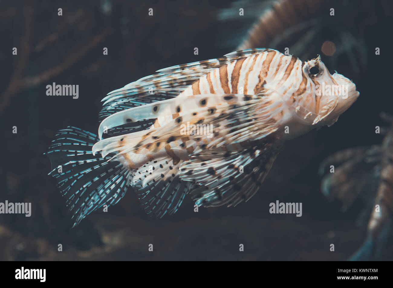 Close-up view of Devil firefish. Pterois miles. Banque D'Images