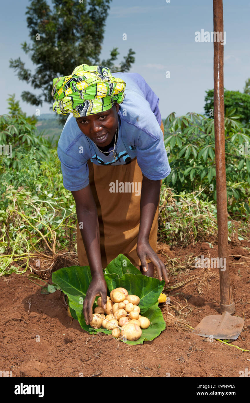 Woman wrapping nouvelle récolte de pommes de terre dans des feuilles de bananier pour mener à la maison. Le Rwanda. Banque D'Images